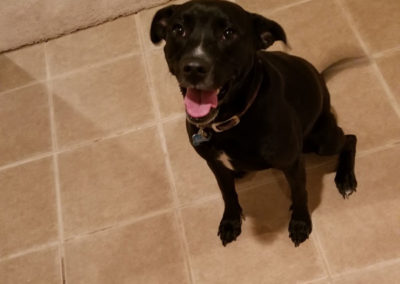 happy black dog | Drain Terrier