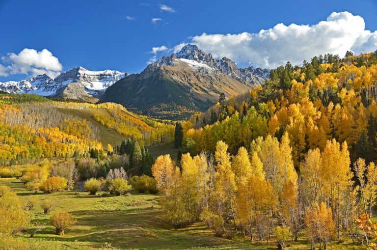 Green trees by mountains in Colorado